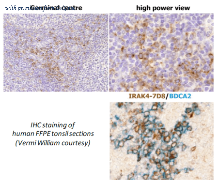 OriGene DDX0341A546-100 image 1