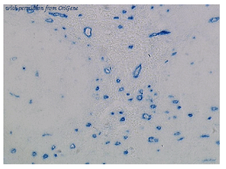 OriGene DDX0350P-100 image 1