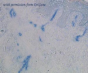 OriGene DDX0351P-100 image 1