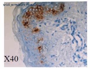 OriGene DDX0373A488-100 image 1