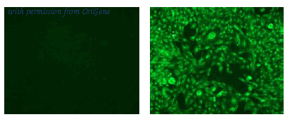 OriGene DDX0376P-100 image 1