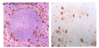 OriGene DDX0390HD-01 image 1