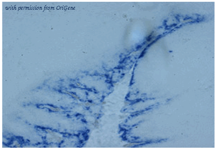 OriGene DDX0420P-100 image 1