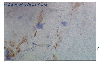 OriGene DDX0430P-100 image 1