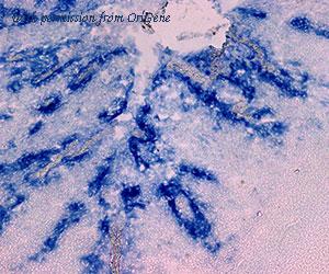 OriGene DDX0431P-100 image 1