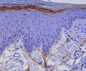 OriGene DDX0470A546-100 image 1