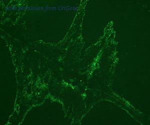 OriGene DDX0474A647-100 image 1