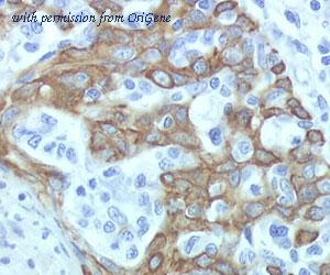 OriGene DDX0475A488-100 image 1