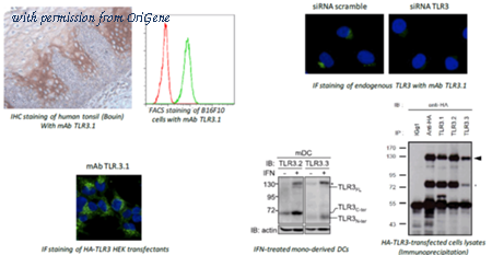 OriGene DDX0476A488-100 image 1