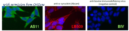 OriGene DDX0910A488-100 image 1