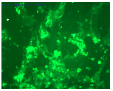 OriGene DDX1300P-100 image 1