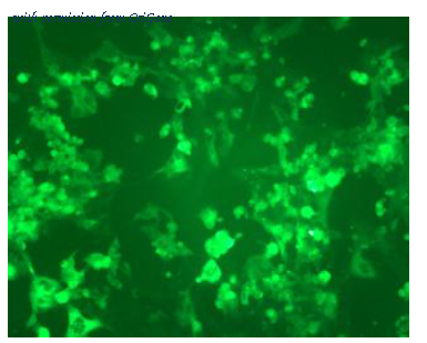 OriGene DDX1301P-100 image 1