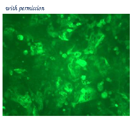 OriGene DDX1302B-100 image 1
