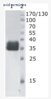 OriGene DDX1303P-100 image 1