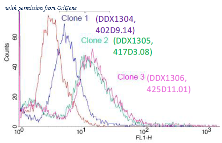 OriGene DDX1304A546-100 image 1