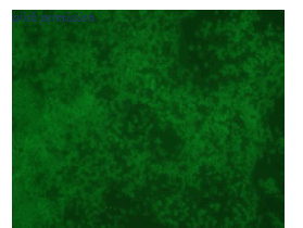 OriGene DDX9022P-100 image 1