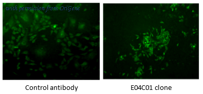 OriGene DDX9104P-100 image 1