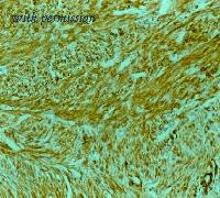 OriGene DM001 image 1