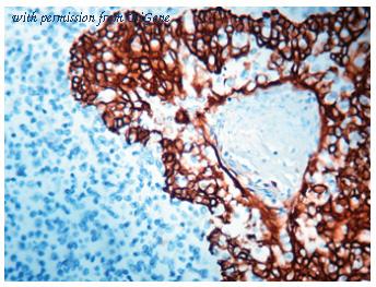 OriGene DM052 image 1