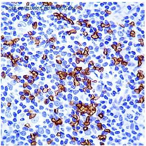 OriGene DM066-05 image 1
