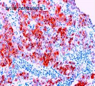 OriGene DM079-05 image 1