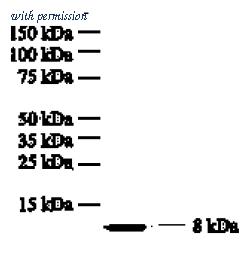 OriGene DM1022 image 1