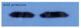 OriGene DM1036 image 1