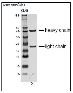 OriGene DM1216 image 1