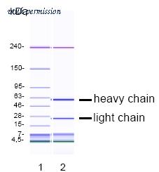 OriGene DM1221 image 1