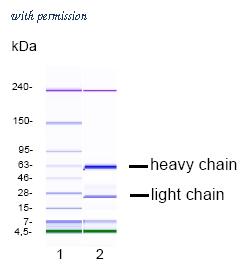 OriGene DM1222 image 1