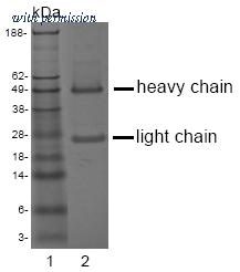 OriGene DM1223 image 1