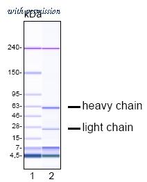 OriGene DM1224 image 1