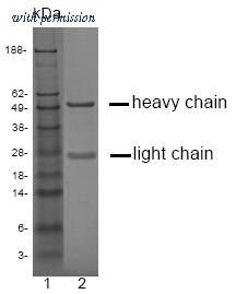 OriGene DM1225 image 1