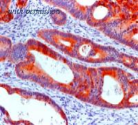OriGene DM123 image 1