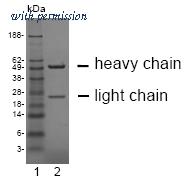 OriGene DM1230 image 1