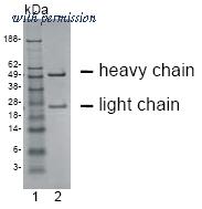 OriGene DM1231 image 1