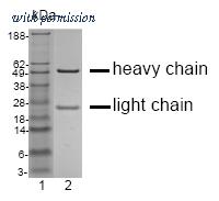 OriGene DM1233 image 1