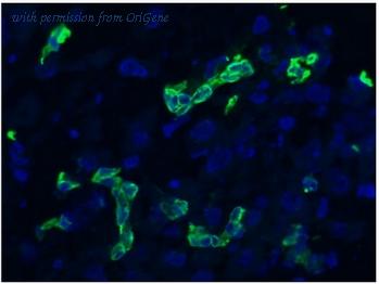 OriGene DM188P image 1