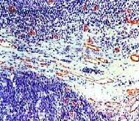 OriGene DM196 image 1