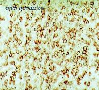 OriGene DM200 image 1