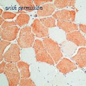 OriGene DM207 image 1