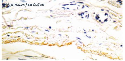 OriGene DM230-05 image 1