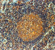 OriGene DM254-05 image 1