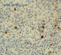 OriGene DM266-05 image 1