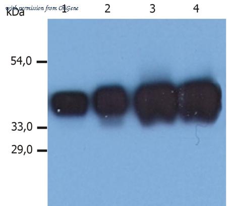 OriGene DM274P image 1
