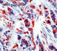 OriGene DM292 image 1