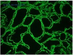 OriGene DM3099P image 1