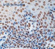 OriGene DM337-05 image 1