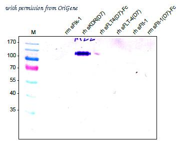 OriGene DM3503 image 1