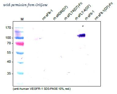 OriGene DM3505 image 1